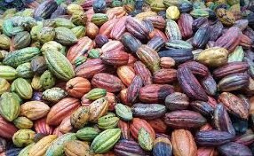 Cocoa Beans